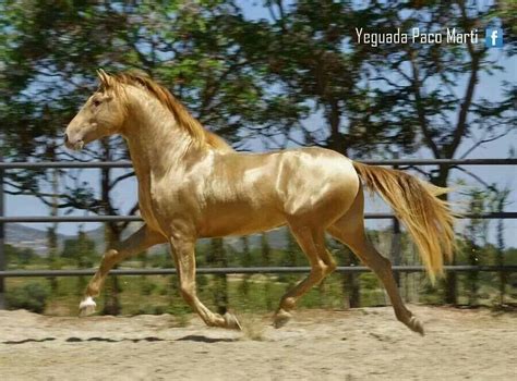 caballo dorado - silueta de caballo